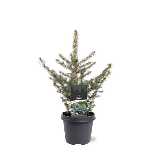 Picea pun. Glauca 65cm 23cm Pot