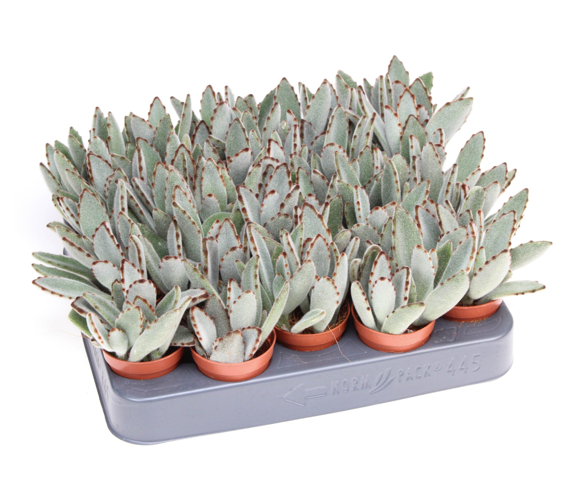 Euro Cactus Holland Bv Kalanchoe tomentosa Pack of 20
