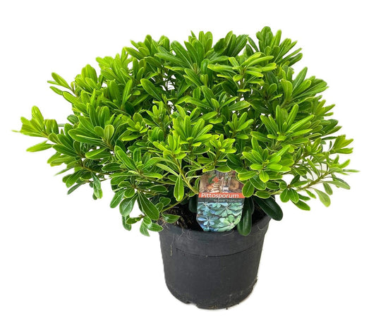 Pittosporum tobira Nanum 35cm 19cm Pot