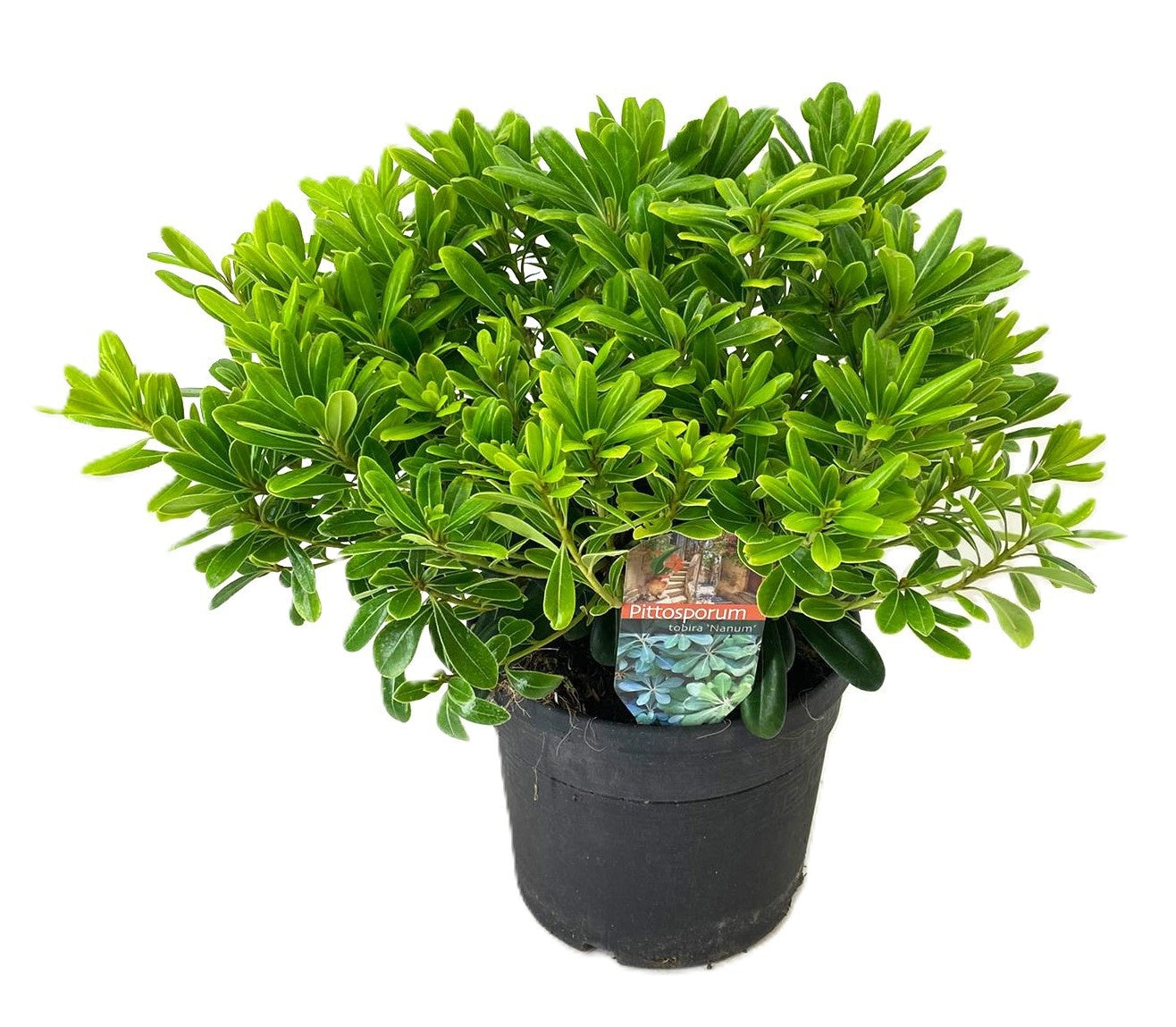 Luiten Kwekerij BV Pittosporum tobira Nanum Pack of 1