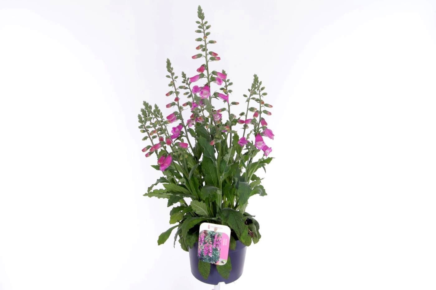 Digitalis pur. Hanabee Rose 65cm 17cm Pot