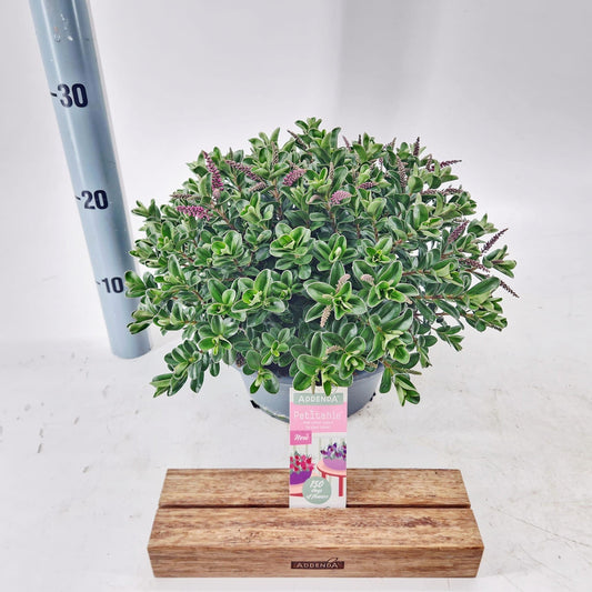Hebe Hebepetita Pink 20cm 23cm Pot