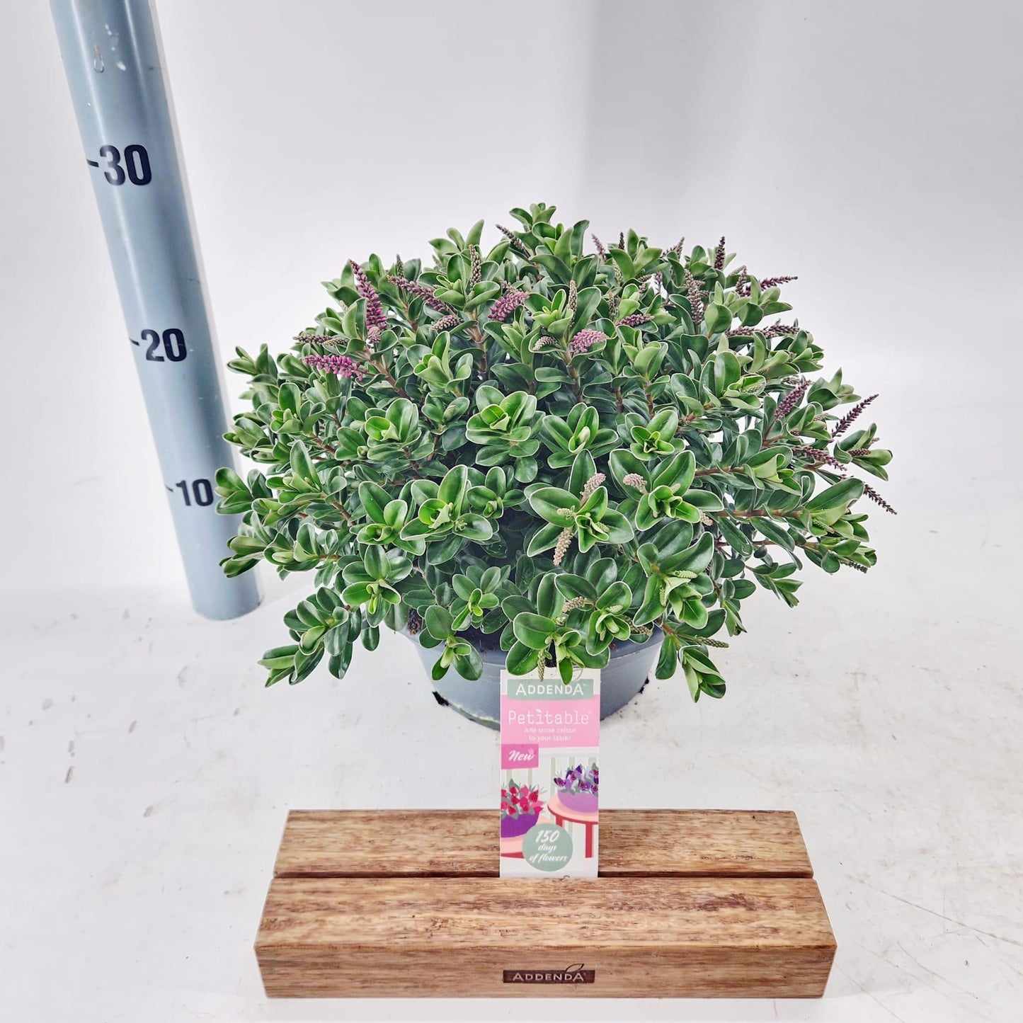 Hebe Hebepetita Pink 20cm 23cm Pot