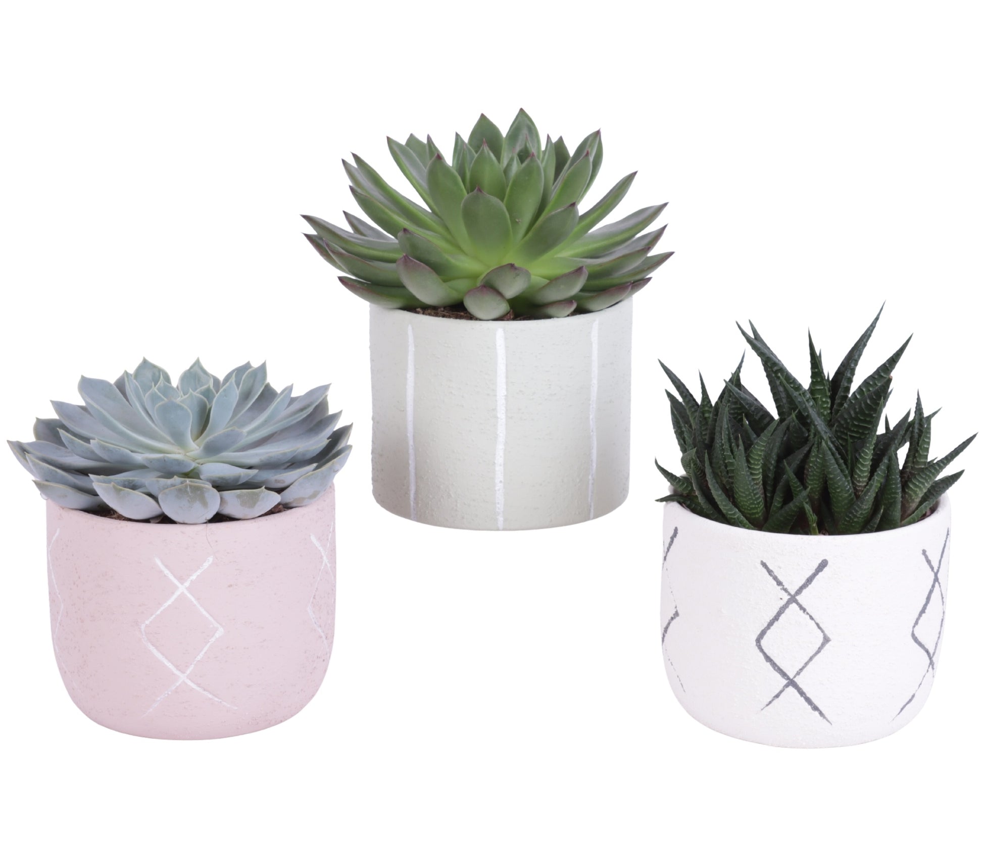 Succulent mix 25cm 12cm Pot