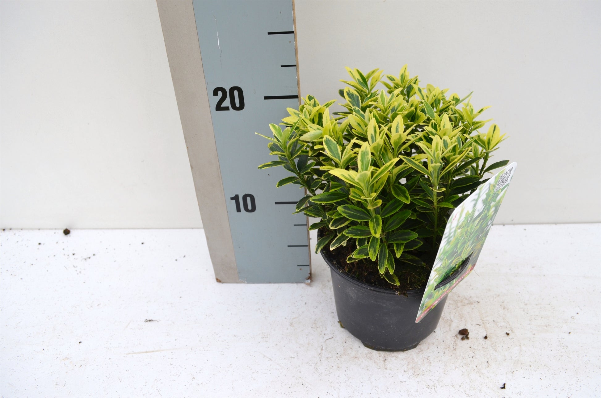 Euonymus japonicus Microphyllus Aureovariegatus 15cm 13cm Pot