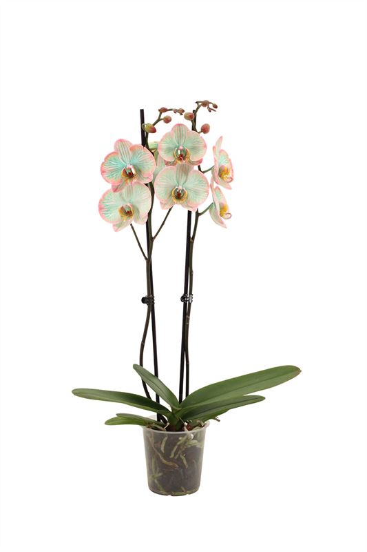 Phalaenopsis Hybrid 55cm 12cm Pot