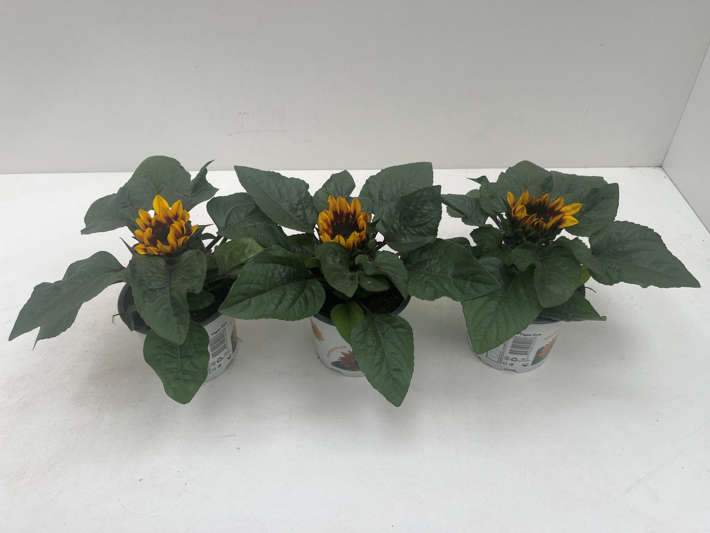 Helianthus ann. Tiger Eye 30cm 12cm Pot