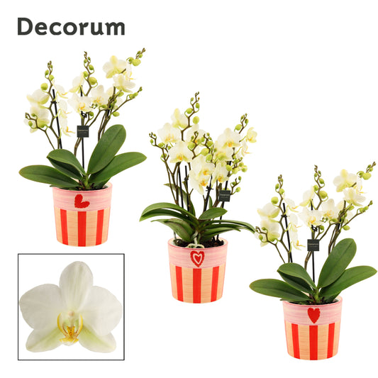 Phalaenopsis mf. Lausanne 35cm 12cm Pot