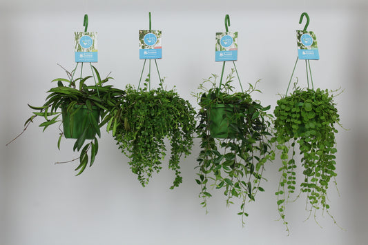 Foliage houseplants mix 40cm 14cm Pot