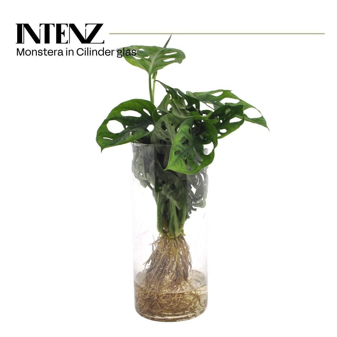 VDE plant BV Monstera Aqua roots incylinderglass Pack of 6