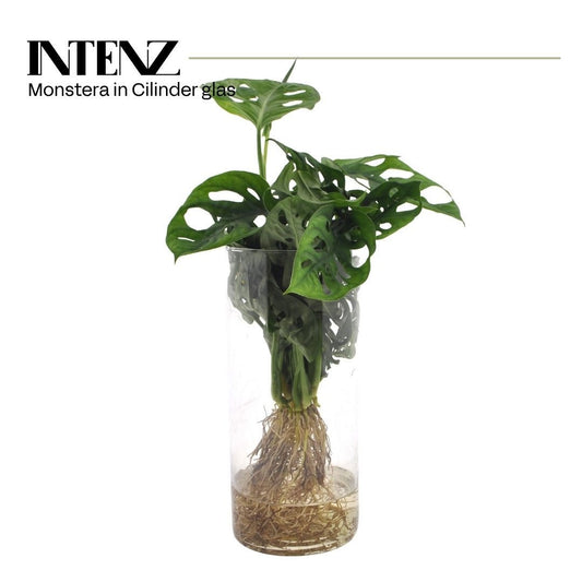 VDE plant BV Monstera Aqua roots incylinderglass Pack of 6