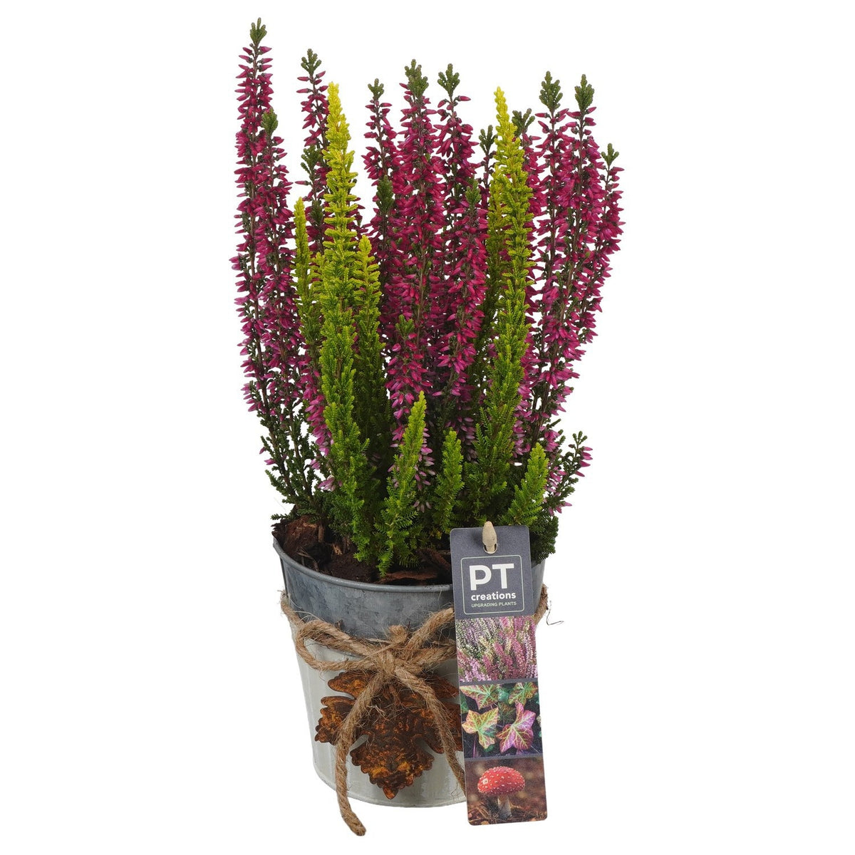 Outdoor arrangement 31cm 12cm Pot