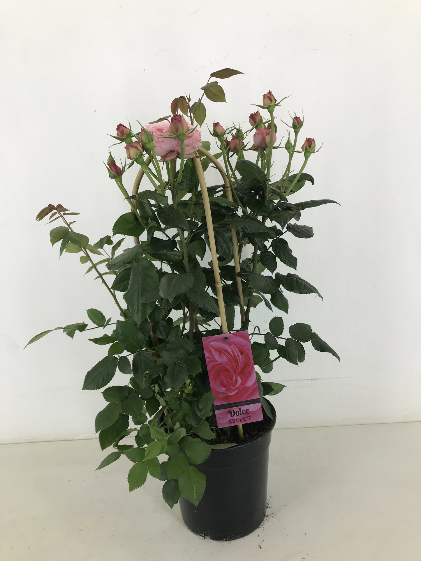 Rosa flor. Dolce Select 75cm 22cm Pot