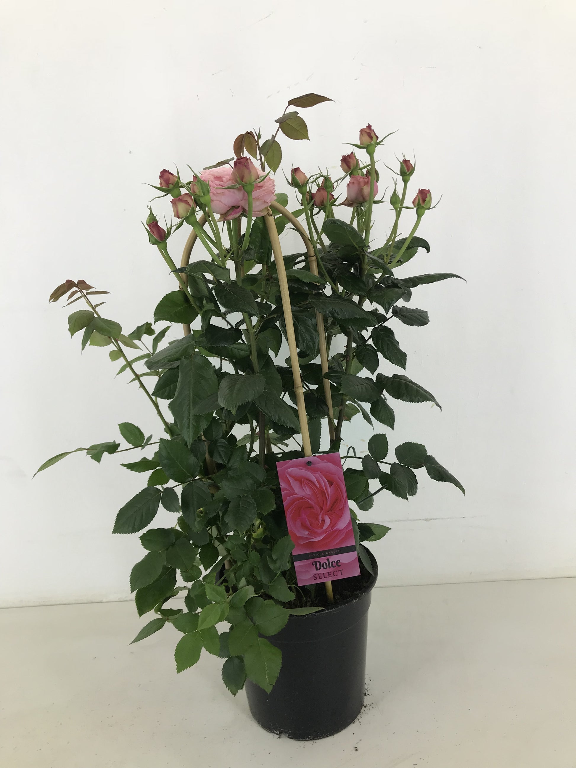 Rosa flor. Dolce Select 75cm 22cm Pot