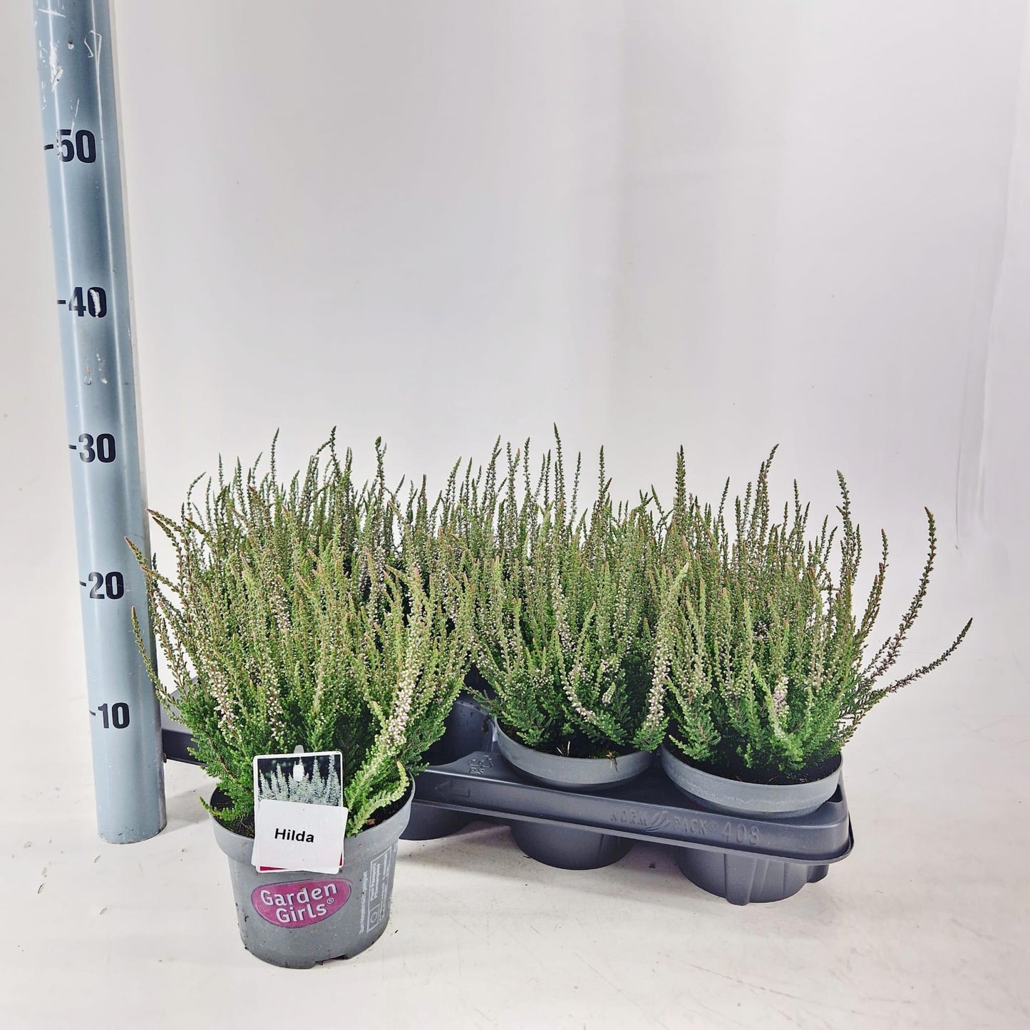 Calluna Garden Girls Hilda 25cm 13cm Pot