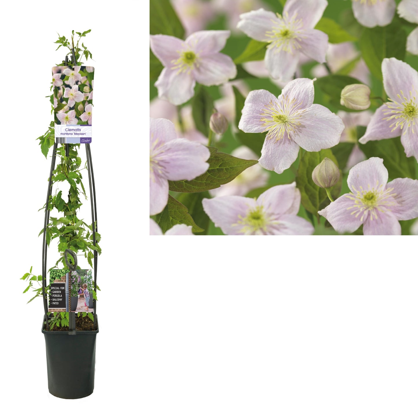 Clematis montana Mayleen 115cm 23cm Pot