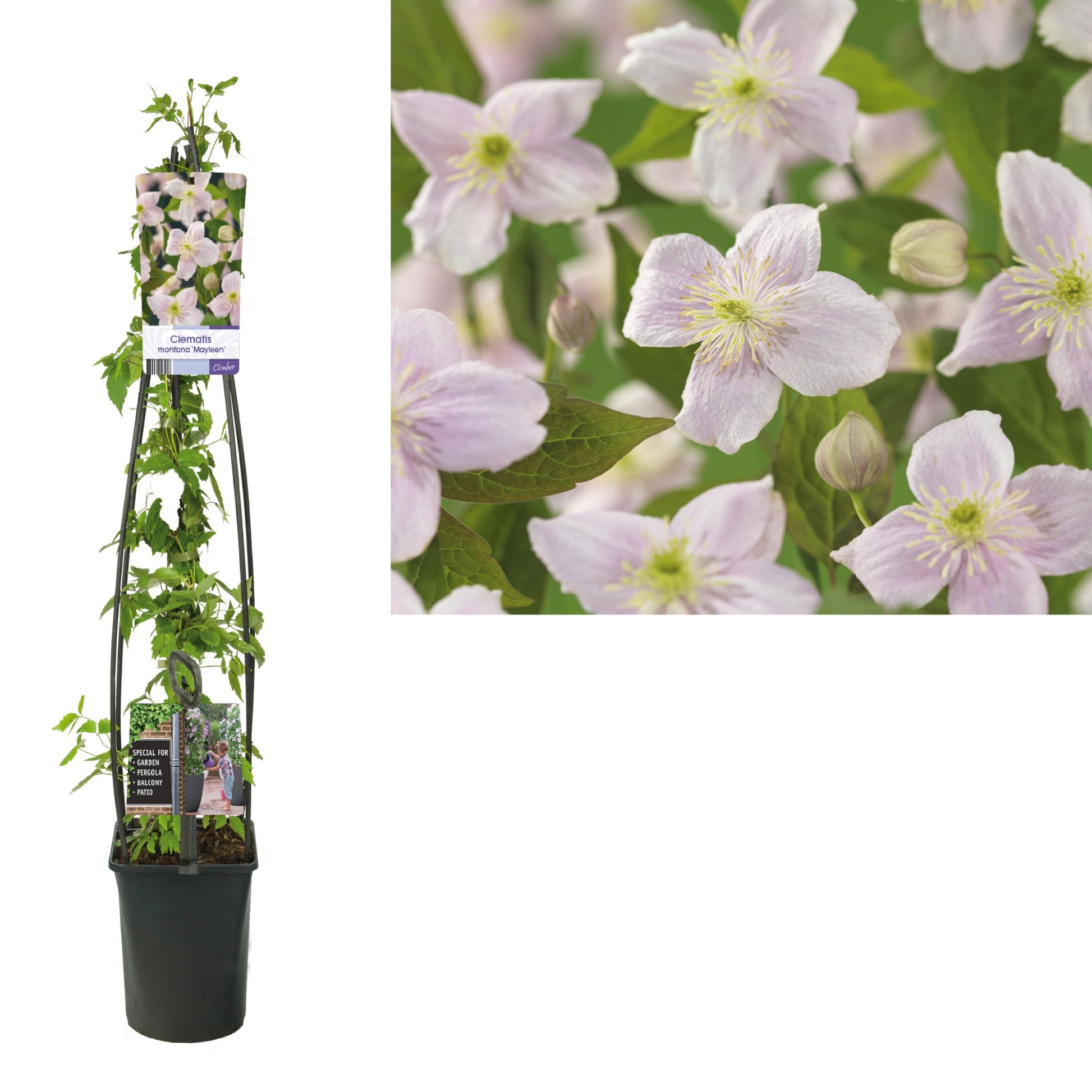 Clematis montana Mayleen 115cm 23cm Pot