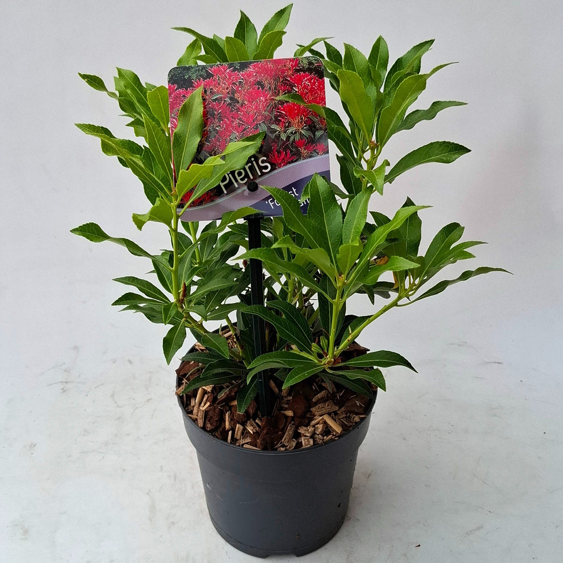 Pieris japonica Forest Flame 15cm 13cm Pot