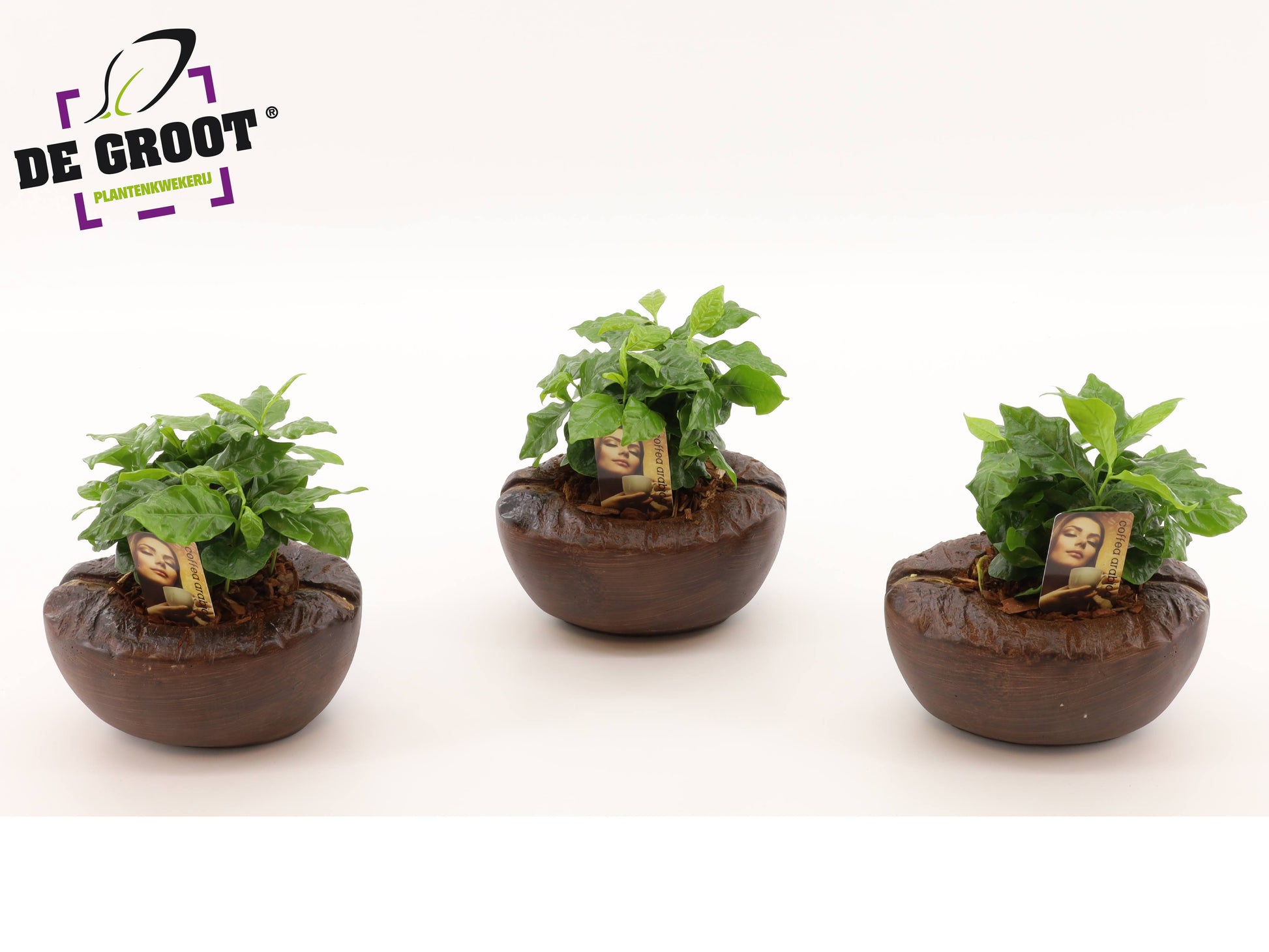 arr.  Plants 20cm 9cm Pot