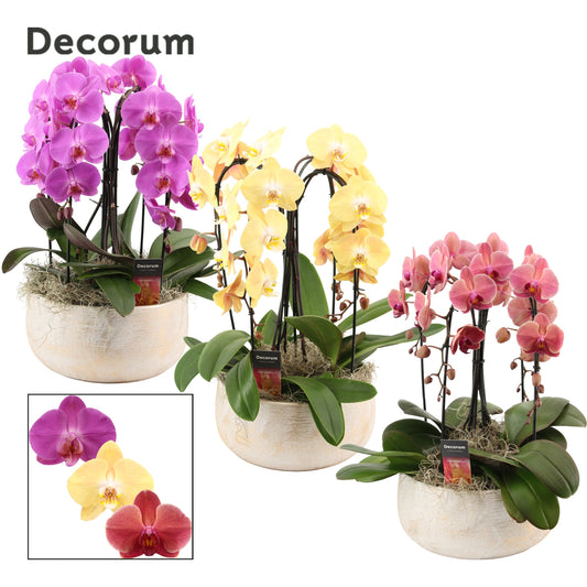 Phalaenopsis mix 55cm 28cm Pot
