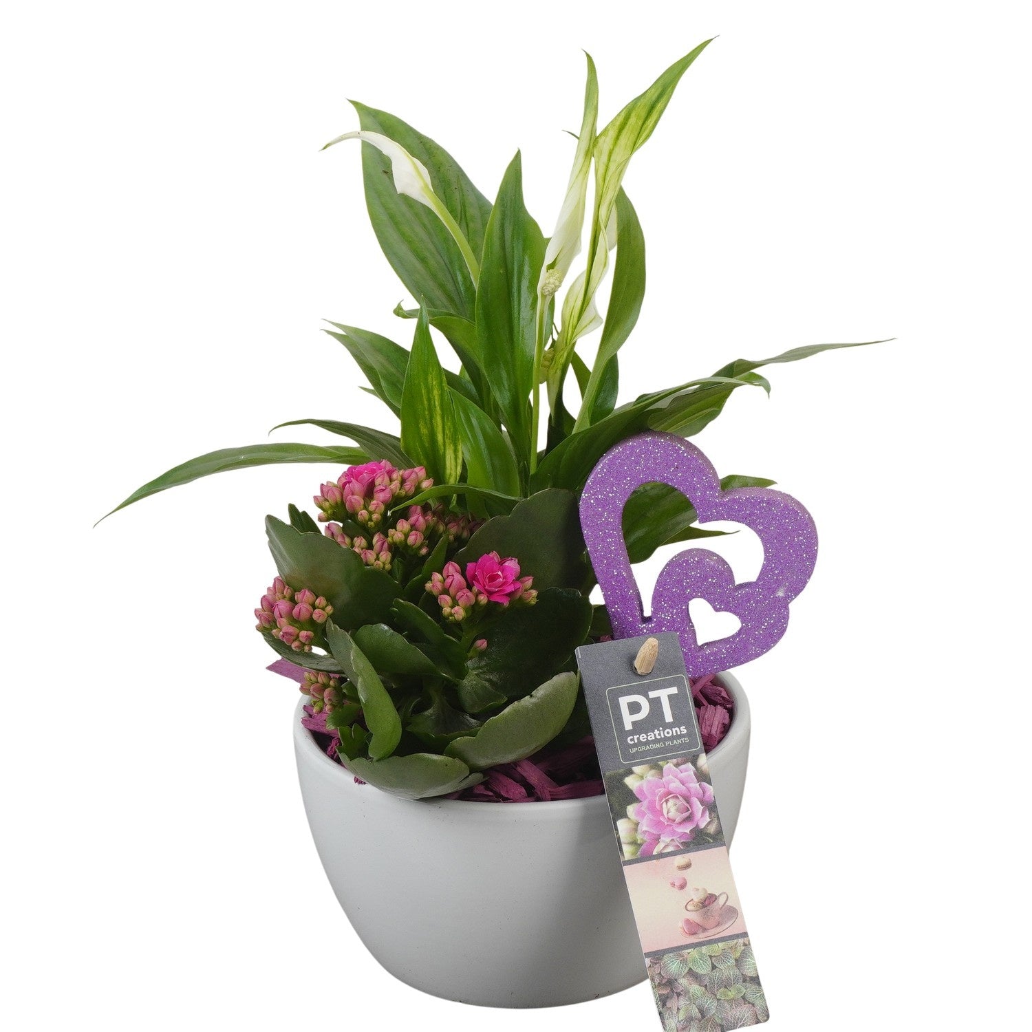 Indoor arrangement 28cm 14cm Pot