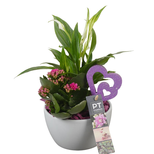 Indoor arrangement 28cm 14cm Pot