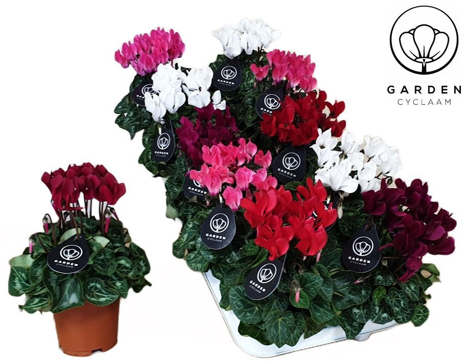 Bergcamp, kwekerij Cyclamen Garden mix Pack of 10