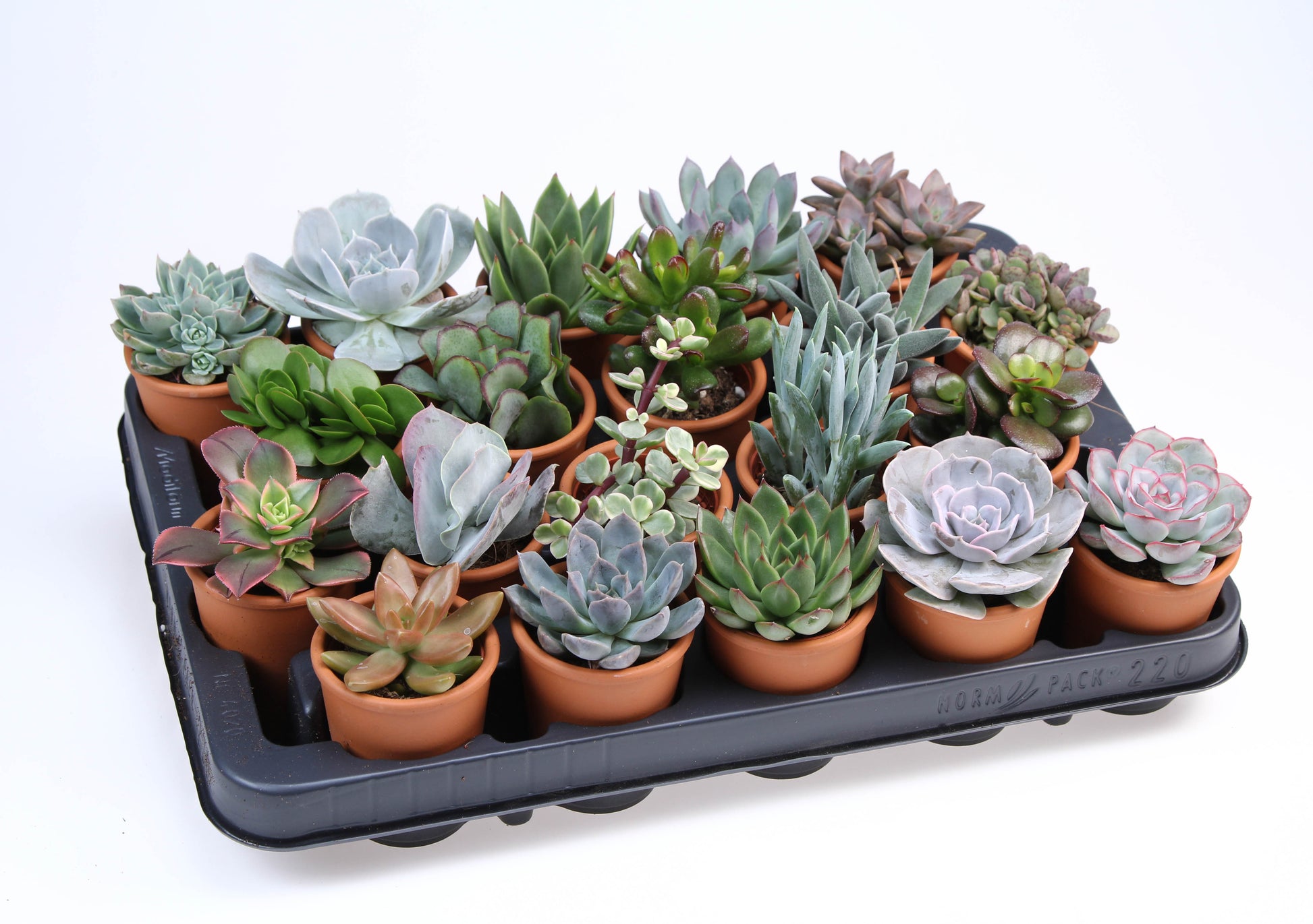 Succulent rozenpot 10cm 7cm Pot