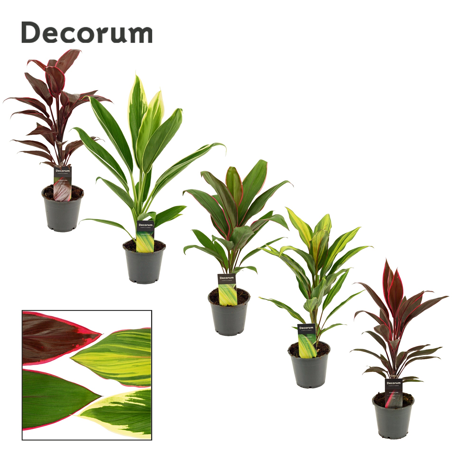 Cordyline mix 40cm 12cm Pot