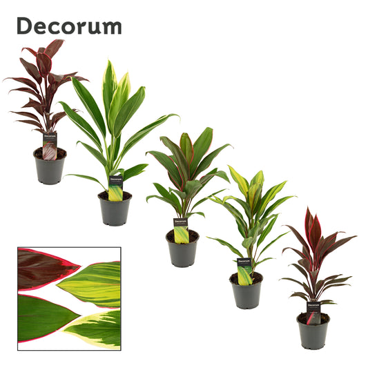 Cordyline mix 40cm 12cm Pot