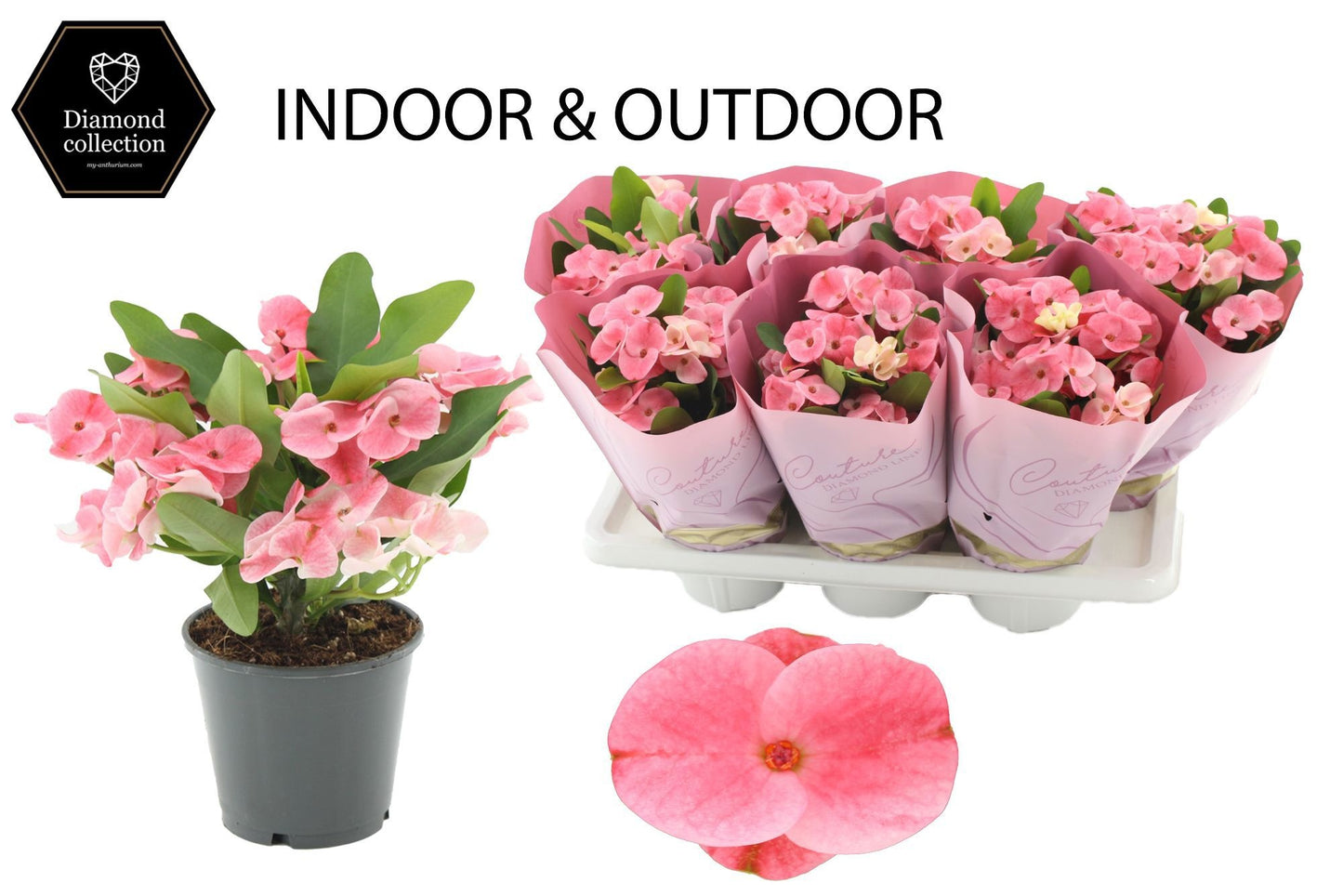 Euphorbia milii Charlotte 24cm 14cm Pot
