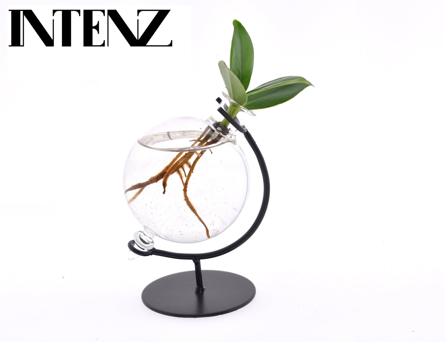 Clusia Princess 10cm 5cm Pot