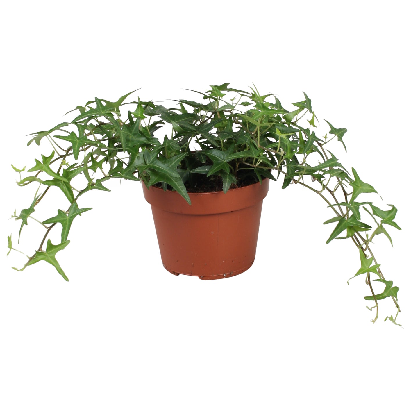 Vireo-Hedera plant BV Hedera helix Très Coupé Pack of 8