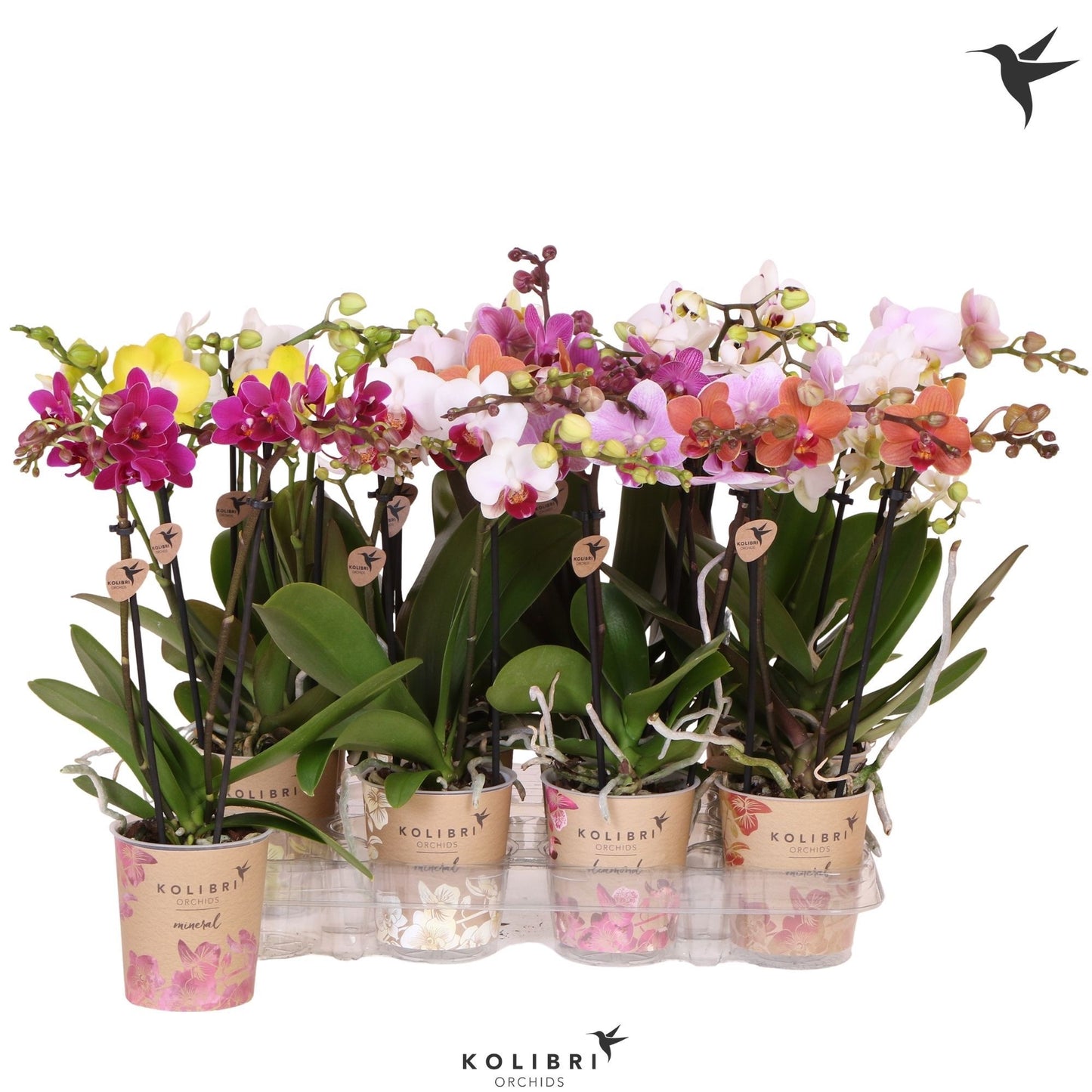 Kolibri Orchids Phalaenopsis Mineral mix 2 spike big flower 40cm 9cm Pot