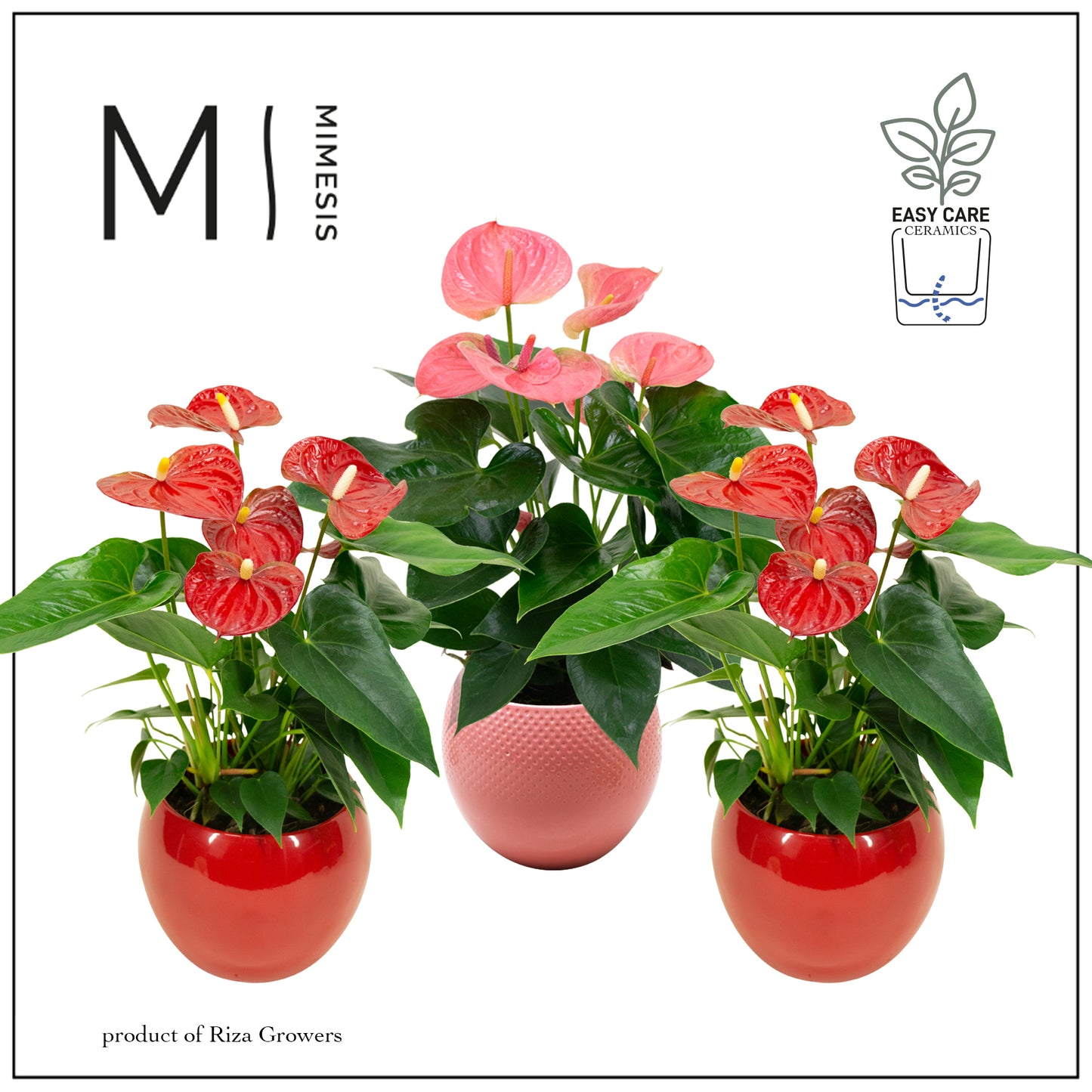 Riza Karma Plants Anthurium mix ceramic Pack of 3