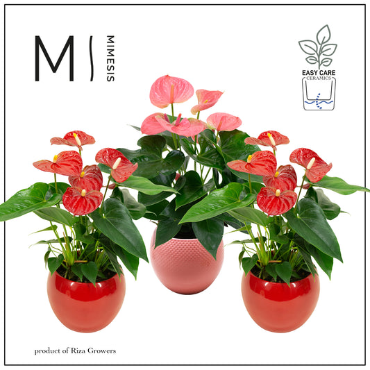 Anthurium mix 40cm 12cm Pot