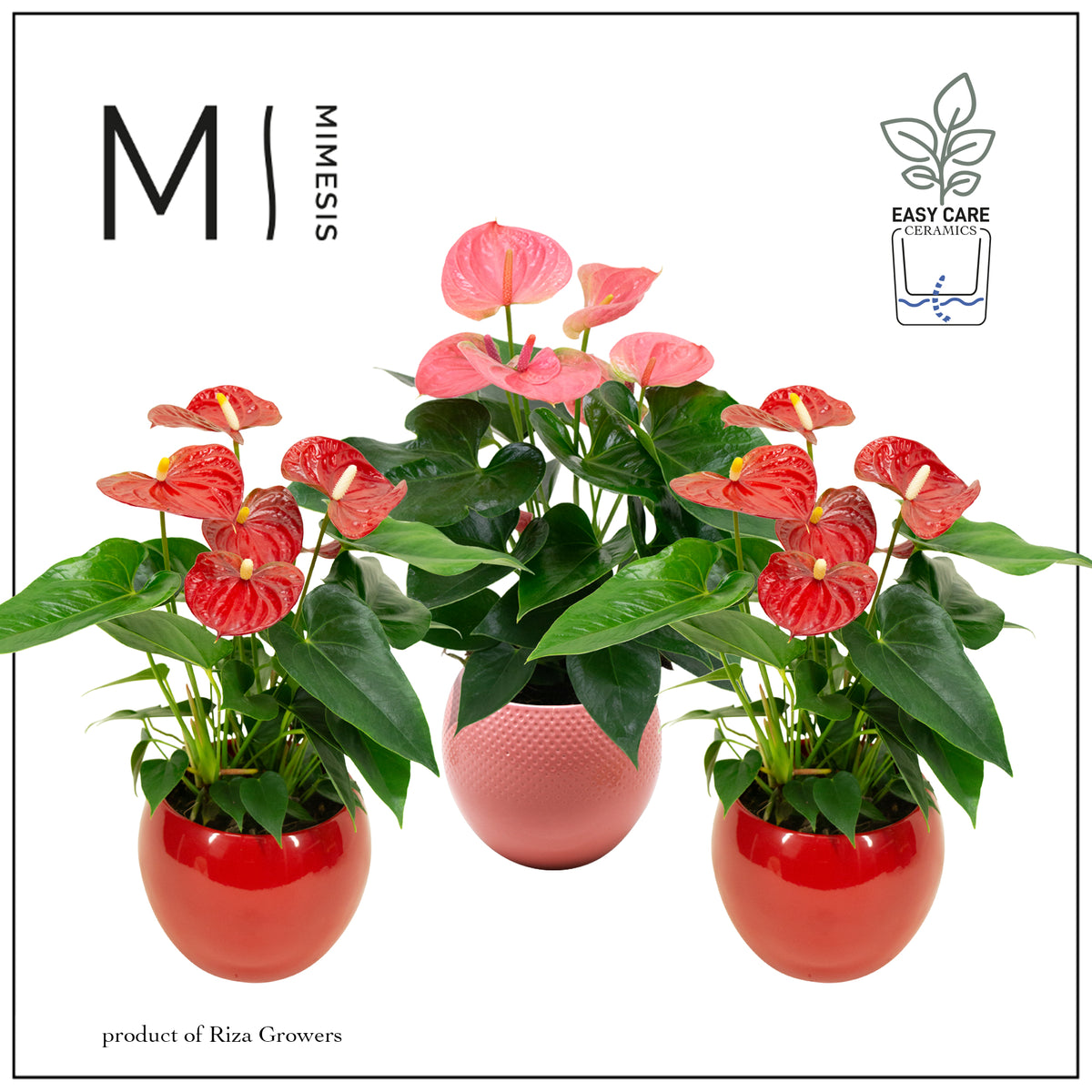 Anthurium mix 40cm 12cm Pot
