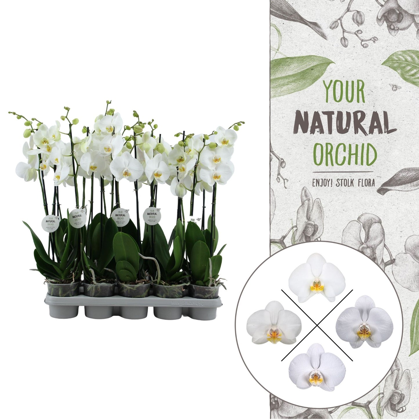 Phalaenopsis white 65cm 12cm Pot