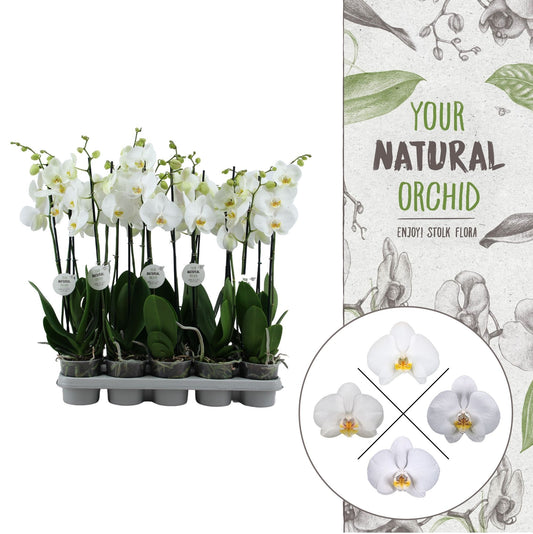 Phalaenopsis white 65cm 12cm Pot