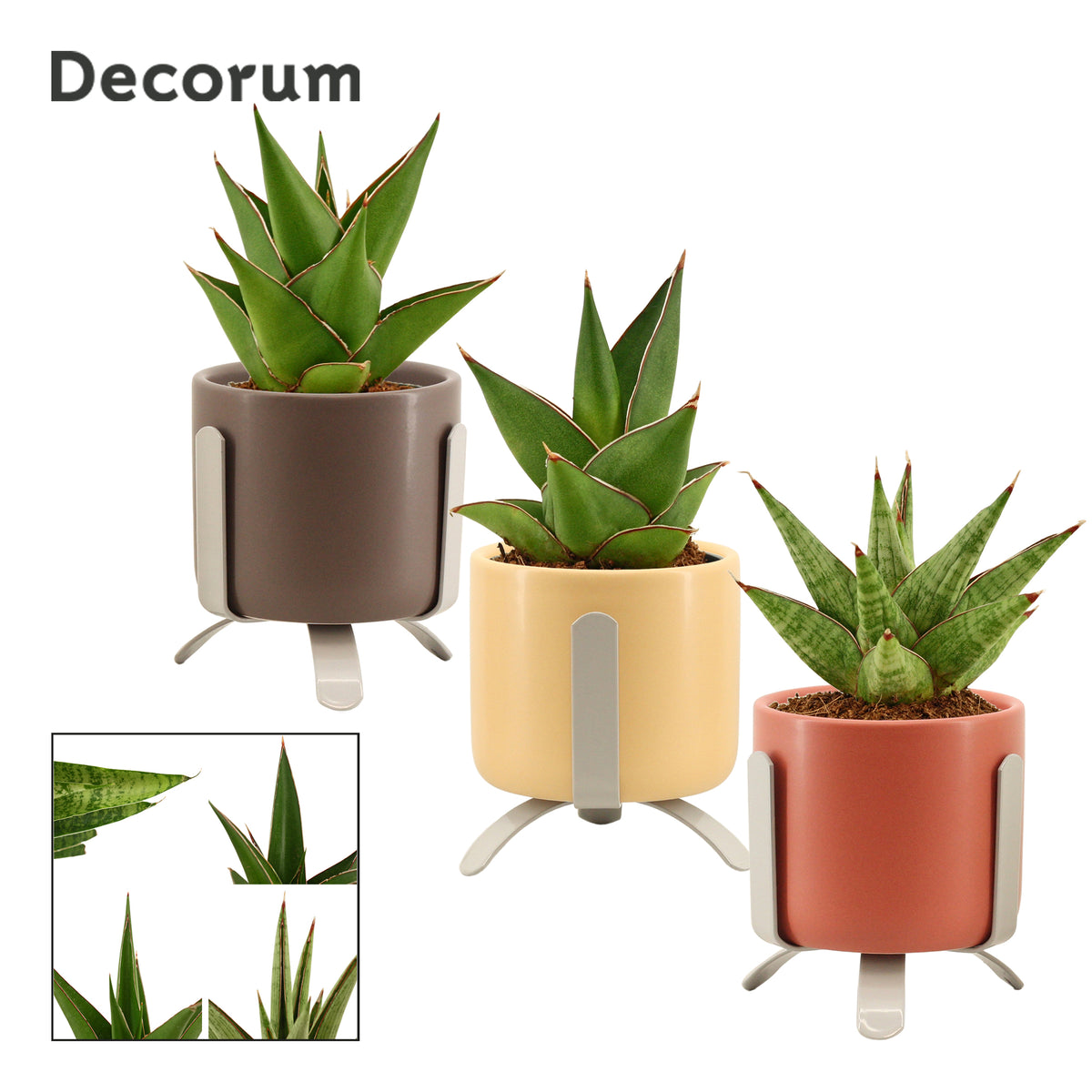 Sansevieria 10cm 6cm Pot