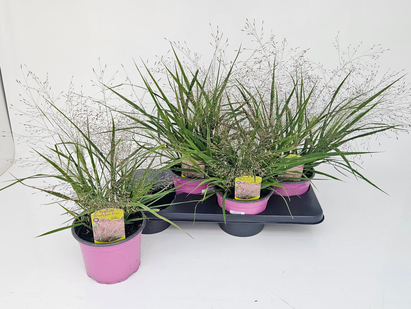 Eragrostis 40cm 17cm Pot