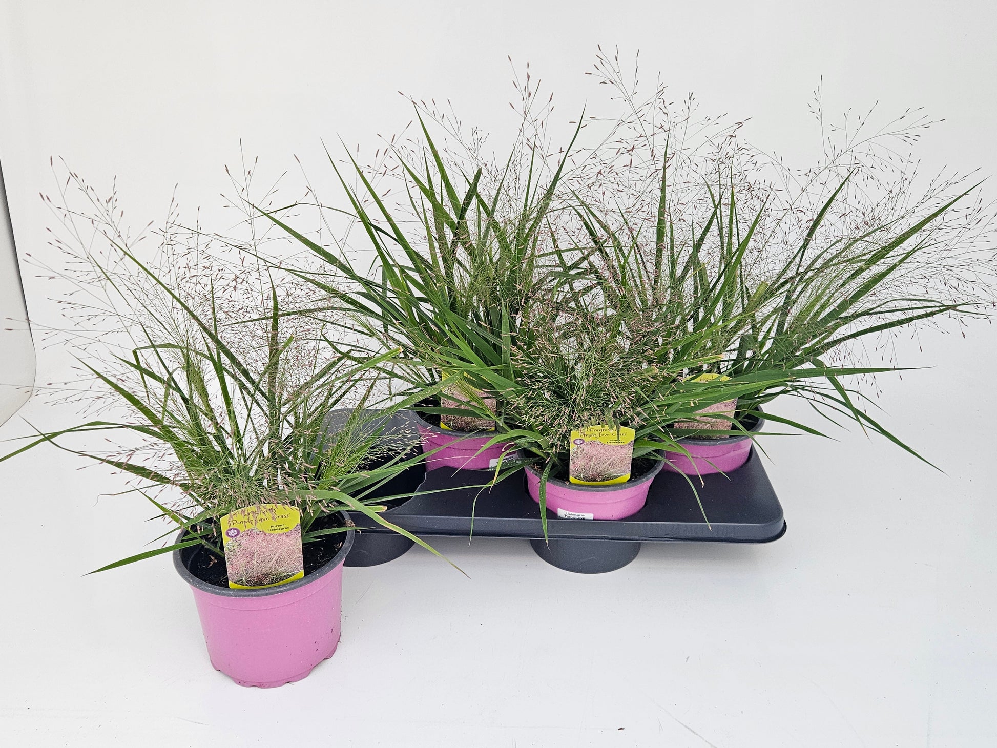 Eragrostis 40cm 17cm Pot