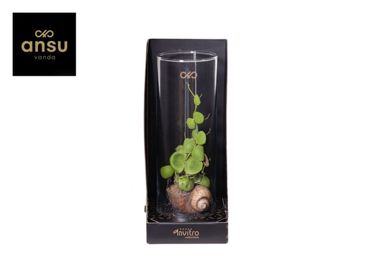 arr. Dischidia Snaily 31cm 13cm Pot