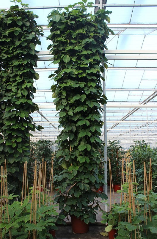 Tetrastigma voinierianum 500cm 50cm Pot