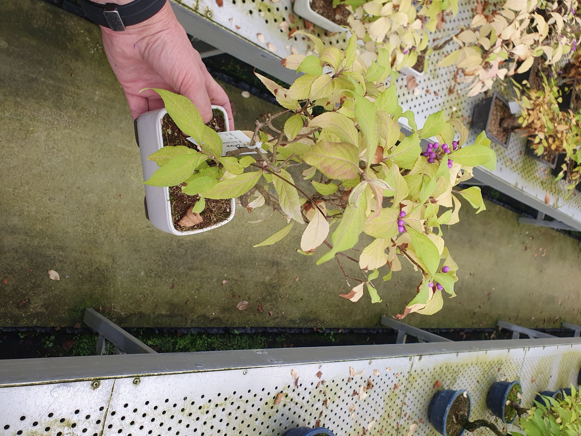 Callicarpa japonica 25cm 14cm Pot