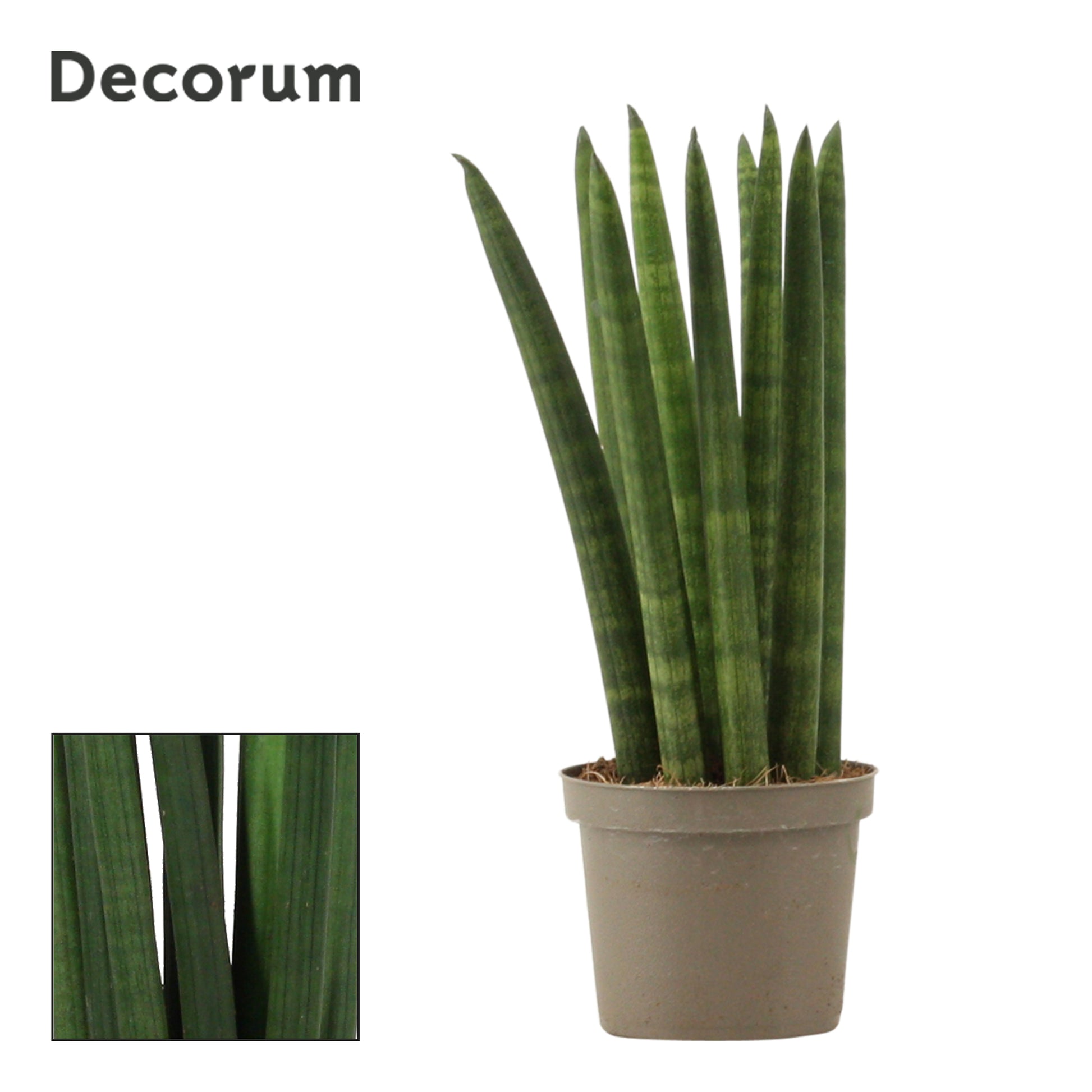 Sansevieria cylindrica 25cm 9cm Pot