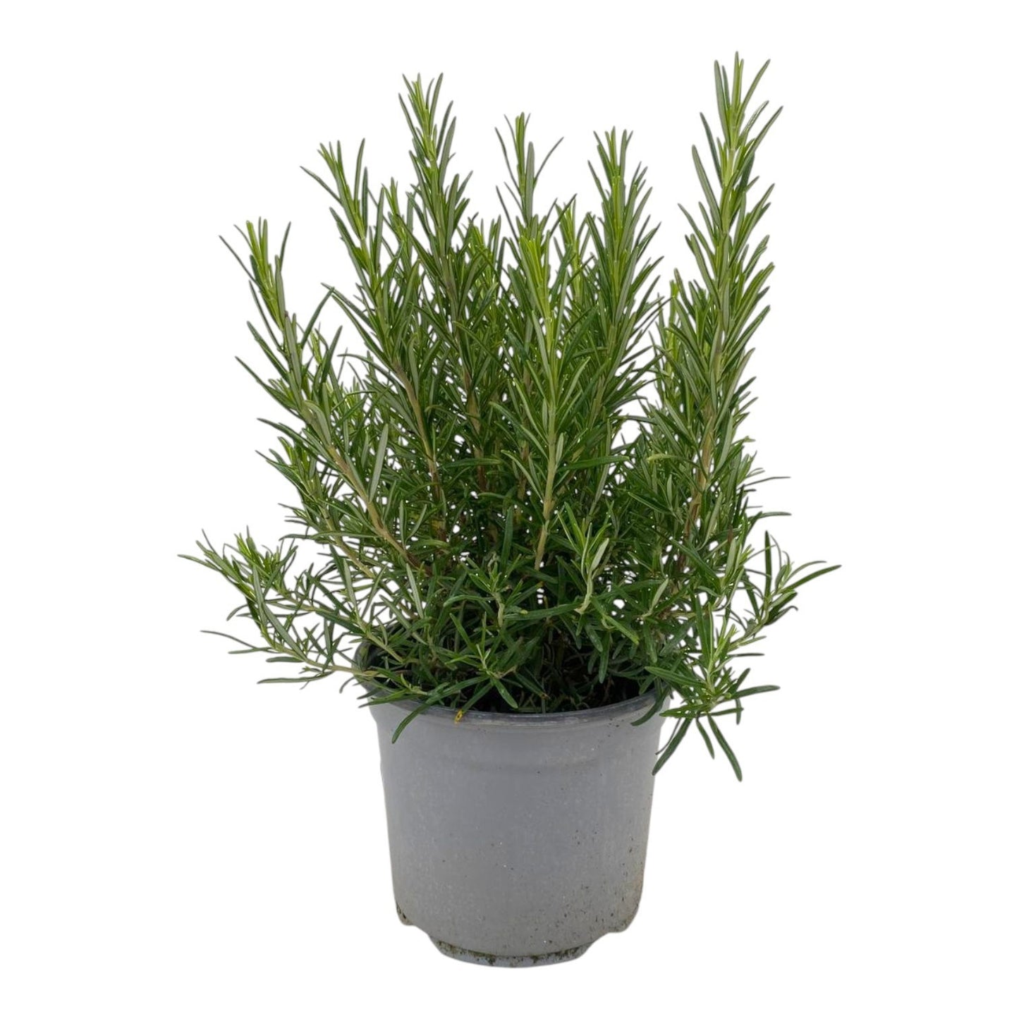 Rosmarinus officinalis (Rosemary) 40cm 18cm Pot