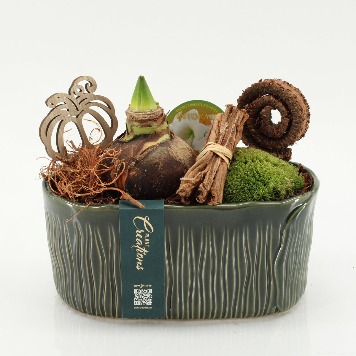 arr. Hippeastrum 25cm 23cm Pot