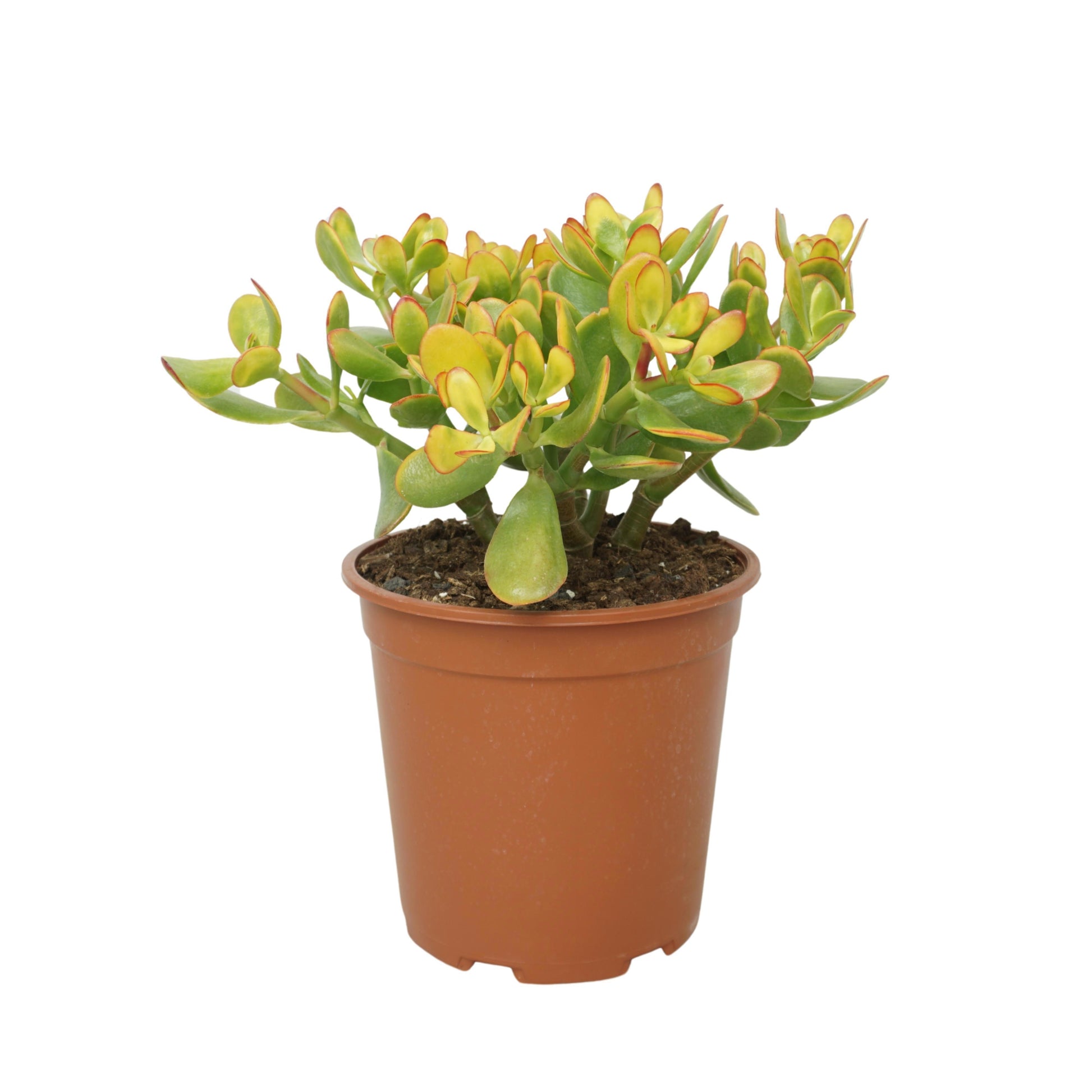 Crassula Sunset 40cm 24cm Pot