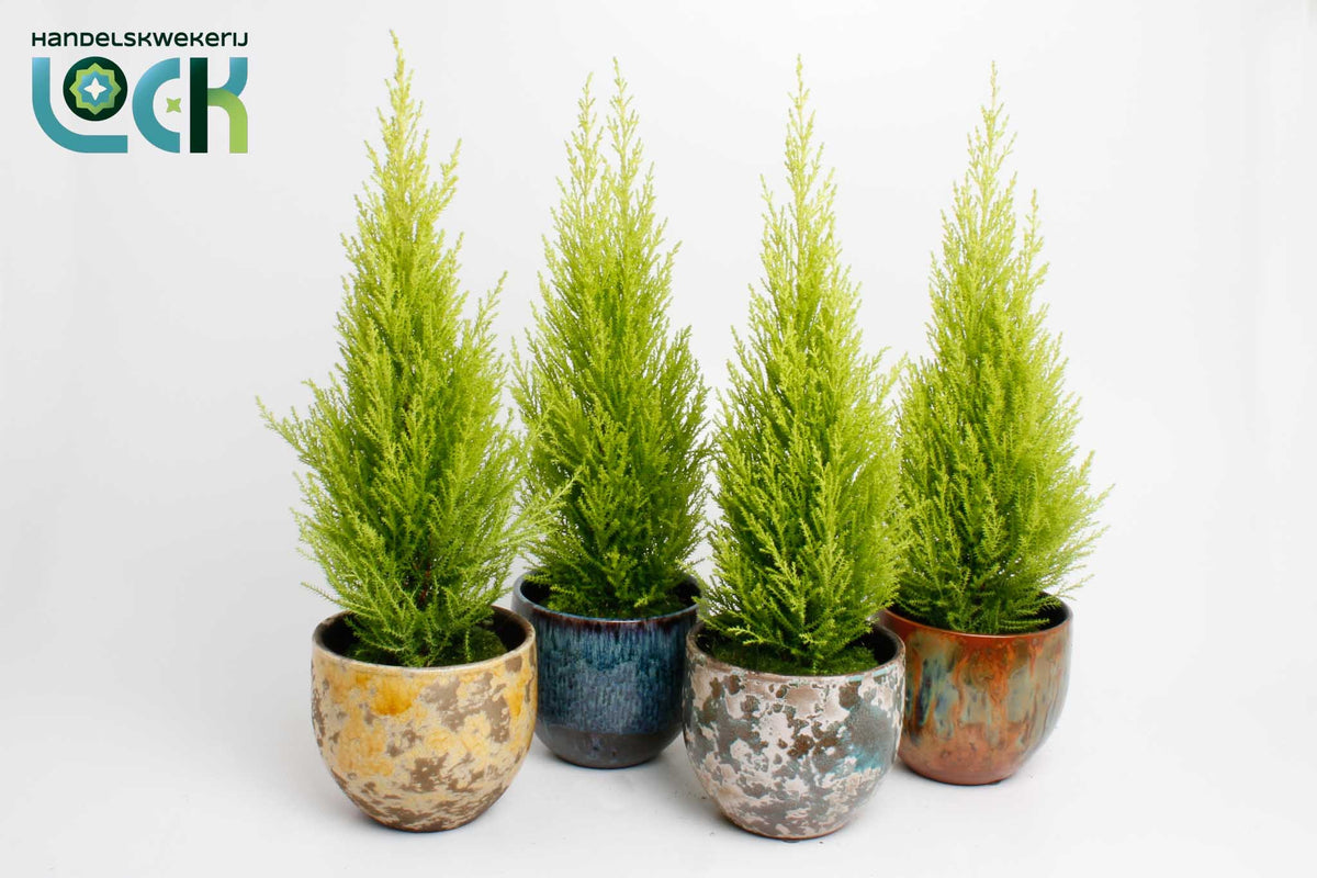 Cupressus Goldcrest Wilma 30cm 12cm Pot